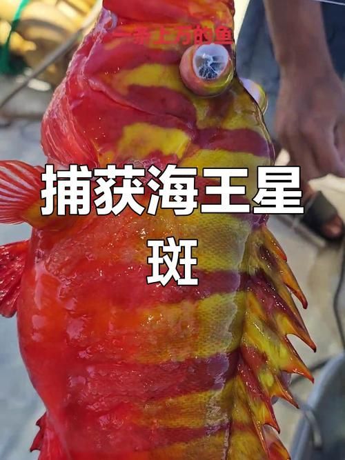 除了錦鯉和龍魚,還有哪些觀賞魚價格昂貴?