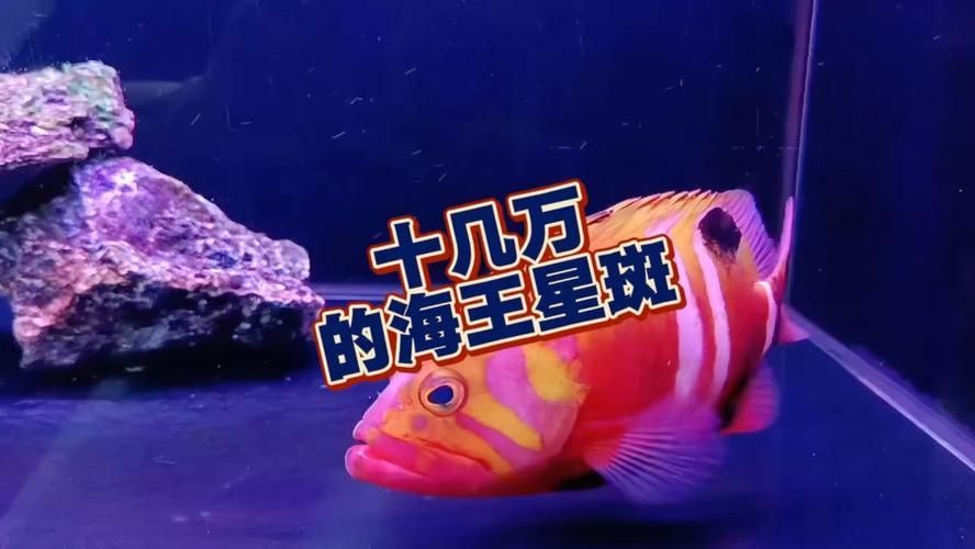 除了錦鯉和龍魚,還有哪些觀賞魚價格昂貴?