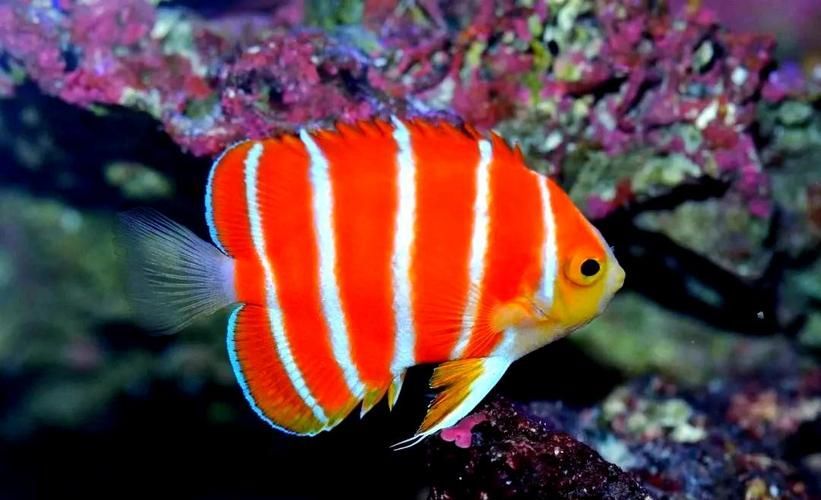 除了錦鯉和龍魚,還有哪些觀賞魚價格昂貴?