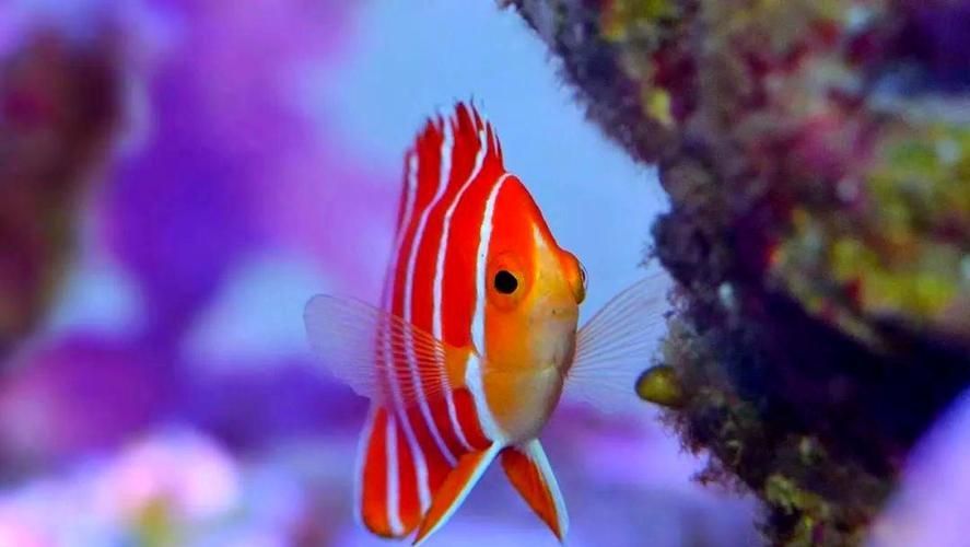 除了錦鯉和龍魚,還有哪些觀賞魚價格昂貴?