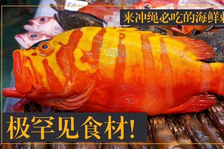 除了錦鯉和龍魚,還有哪些觀賞魚價格昂貴?