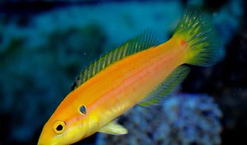 除了錦鯉和龍魚,還有哪些觀賞魚價格昂貴?