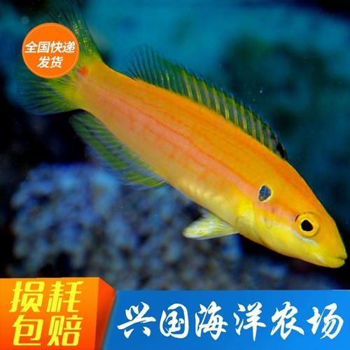 除了錦鯉和龍魚,還有哪些觀賞魚價格昂貴?