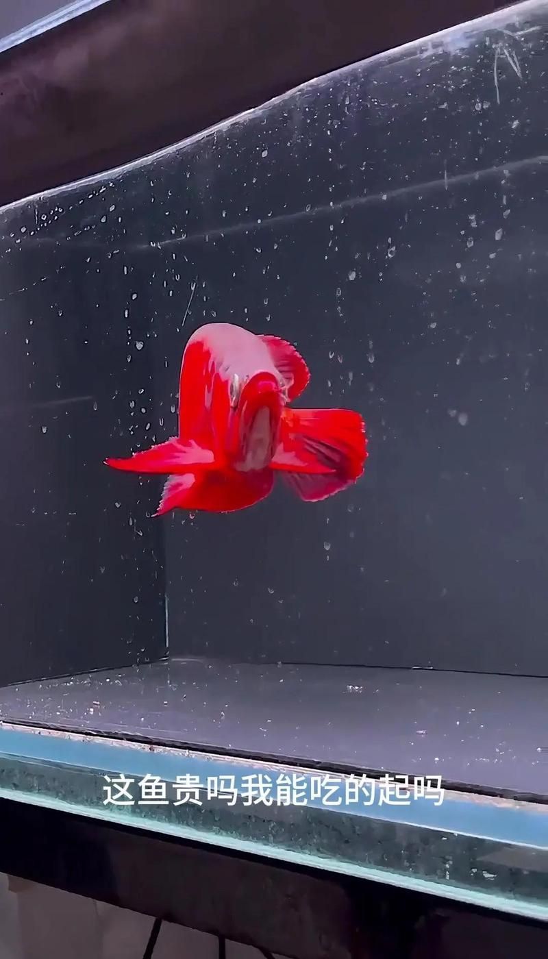 除了錦鯉和龍魚，還有哪些觀賞魚價格昂貴？
