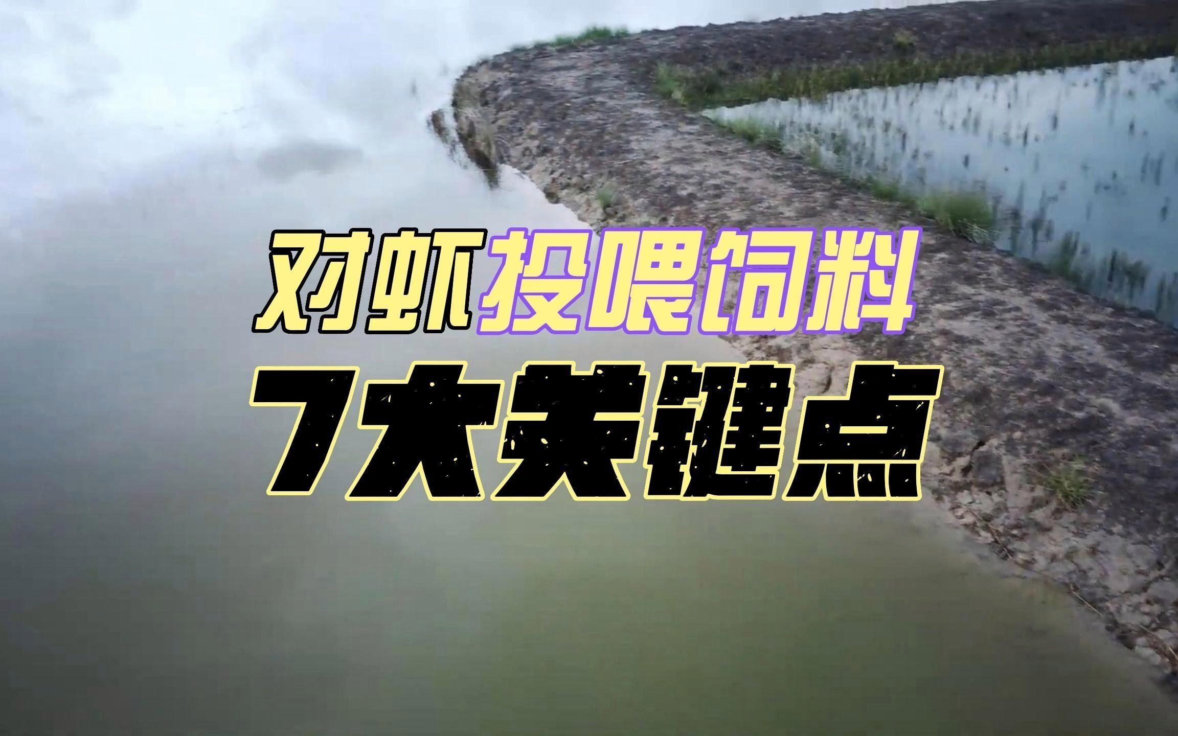 蝦類投喂時需要注意什么，蝦類投喂時需要注意什么？