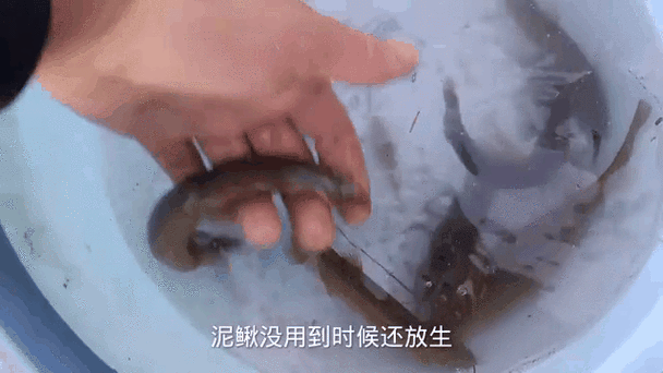 如何判斷龍魚是否喜歡吃死泥鰍？，如何判斷龍魚是否喜歡吃死泥鰍，用戶要求詳解