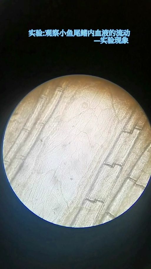 如何治療魚鰭根部紅腫充血，arxiv論文助手治療魚鰭根部紅腫充血是觀賞魚常見細菌性感染癥狀