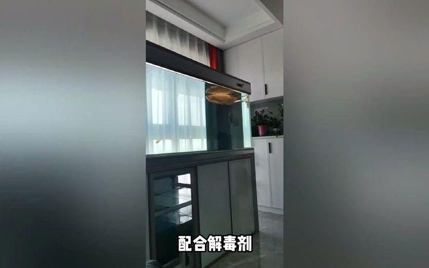 如何判斷龍魚蹭缸是否異常？，如何判斷龍魚蹭缸是否異常，龍魚蹭缸是否異常