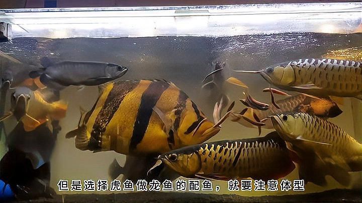有哪些魚種與龍魚相性最好？，與龍魚相性最好的幾種魚種