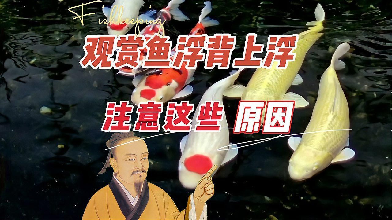 龍魚浮背會自切嗎，龍魚浮背會自切嗎，如何判斷龍魚是否浮背？