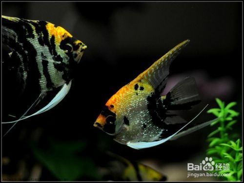 金魚缸活動的心得體會（養金魚心得體會） 金魚缸活動的心得體會（養金魚心得體會） iwish愛唯希品牌魚缸 第2張