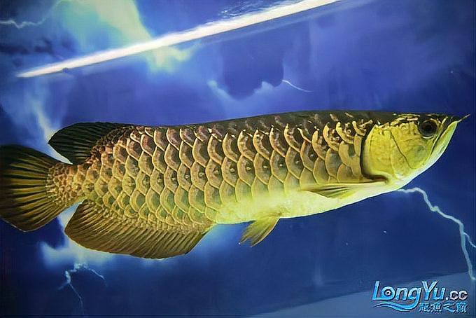 如何判斷李亞四金龍的品相，如何快速區(qū)分金龍魚品質(zhì)