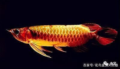 如何判斷李亞四金龍的品相，如何快速區(qū)分金龍魚品質(zhì)