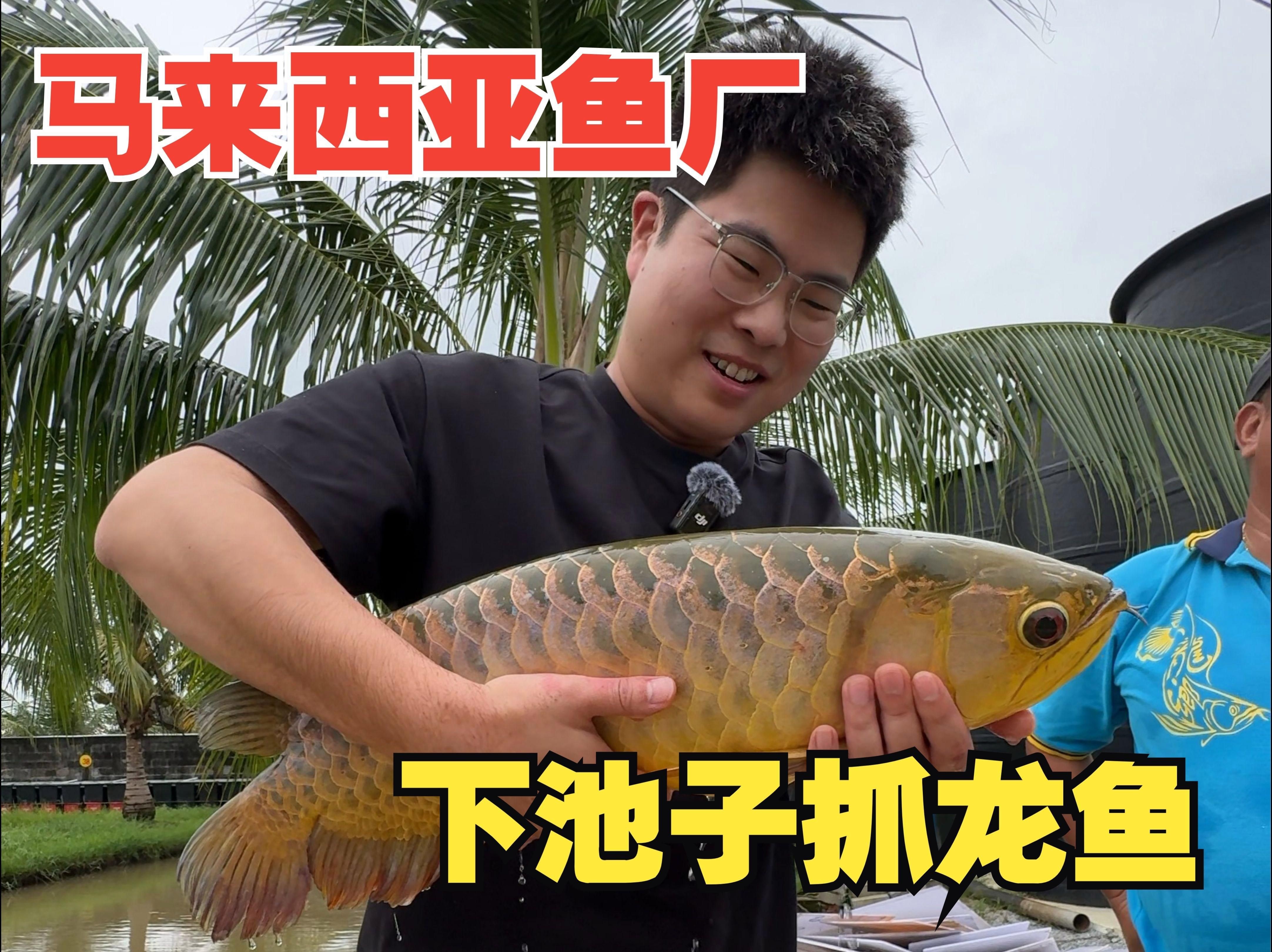 馬來西亞金龍魚價格，聽魚場老板揭秘龍魚價格內幕一起聽點平常聽不到的干貨