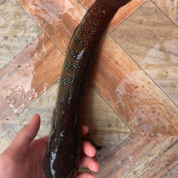 招財龍魚的市場價格是多少？，“財神爺”資深玩家揭秘五大陷阱養魚新手慎入 招財龍魚的市場價格是多少？，“財神爺”資深玩家揭秘五大陷阱養魚新手慎入 龍魚百科 第6張