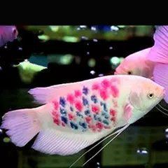 招財龍魚的市場價格是多少？，“財神爺”資深玩家揭秘五大陷阱養魚新手慎入 招財龍魚的市場價格是多少？，“財神爺”資深玩家揭秘五大陷阱養魚新手慎入 龍魚百科 第8張