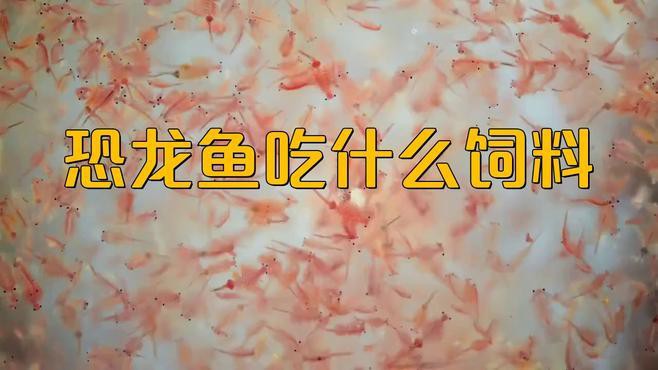 古龍魚不同生長階段如何選擇飼料？，古龍魚吃什么食物長得最快袁物先森成長全階段喂食攻略