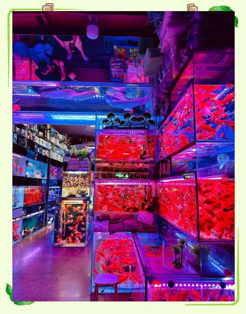 西安港務區水族店，西安國際港務區水族店