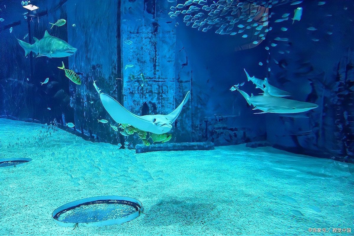 西安港務(wù)區(qū)水族店，西安國際港務(wù)區(qū)水族店