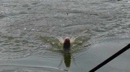 恩施土家族苗族自治州龍魚店，恩施土家族苗族自治州內(nèi)存在多家以“龍魚”命名的特色商戶