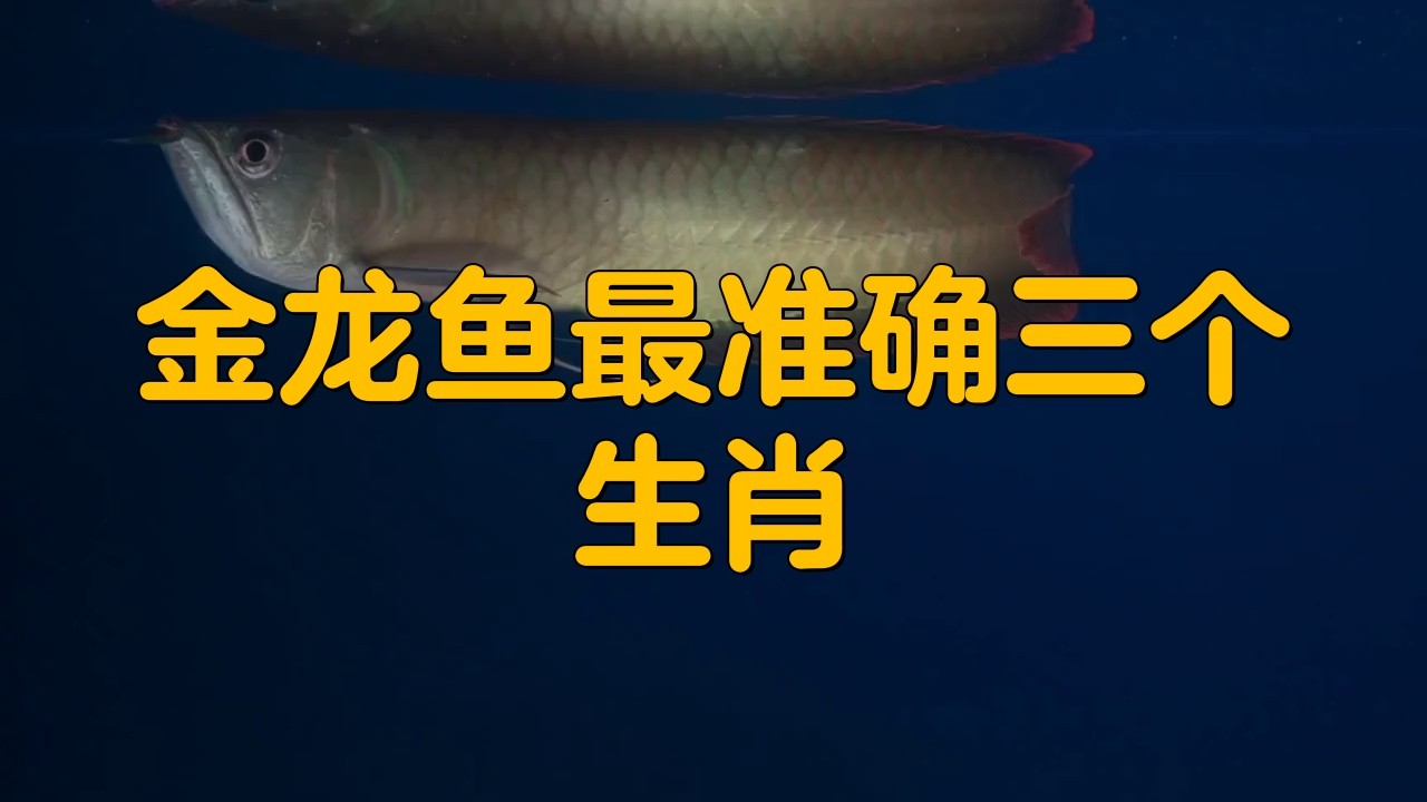 哪些屬相最適合養(yǎng)龍魚？，什么屬相最適合養(yǎng)龍魚