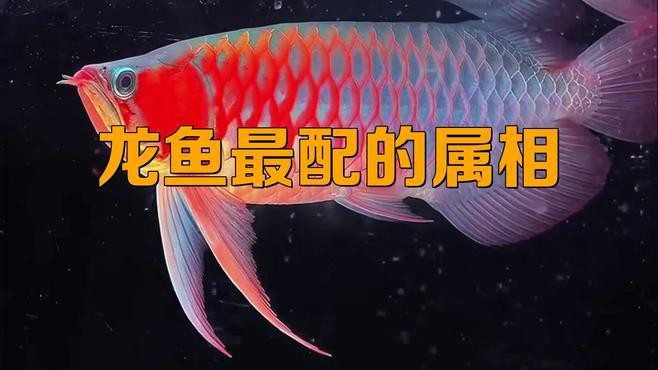 哪些屬相最適合養(yǎng)龍魚？，什么屬相最適合養(yǎng)龍魚