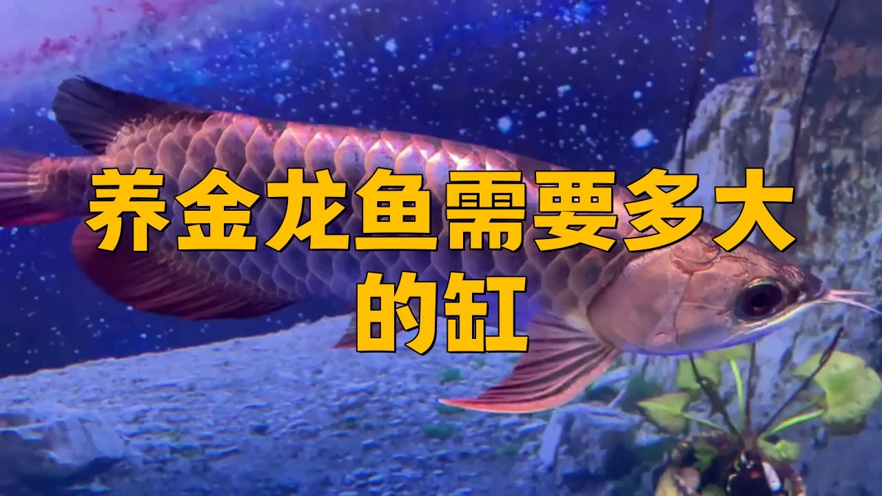 古典過背藍底金龍需要多大的魚缸？，古典過背藍底金龍需要多大的缸 古典過背藍底金龍需要多大的魚缸？，古典過背藍底金龍需要多大的缸 龍魚百科 第1張