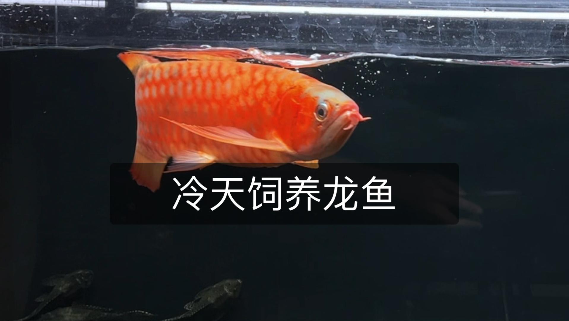 古典龍魚的最佳飼養環境，古典金龍魚飼養全攻略