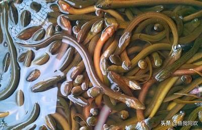 虎魚吃泥鰍好還是蝦好？：探討虎魚喂食泥鰍和蝦的好壞時