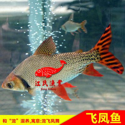 虎魚混養(yǎng)魚最佳搭配圖片：虎魚混養(yǎng)的幾種類型