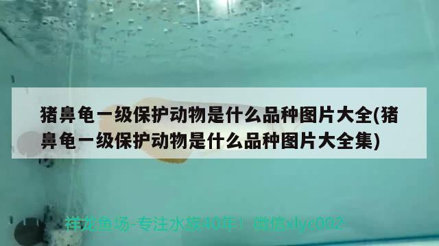 豬鼻龜一級保護動物是什么品種圖片大全(豬鼻龜一級保護動物是什么品種圖片大全集)