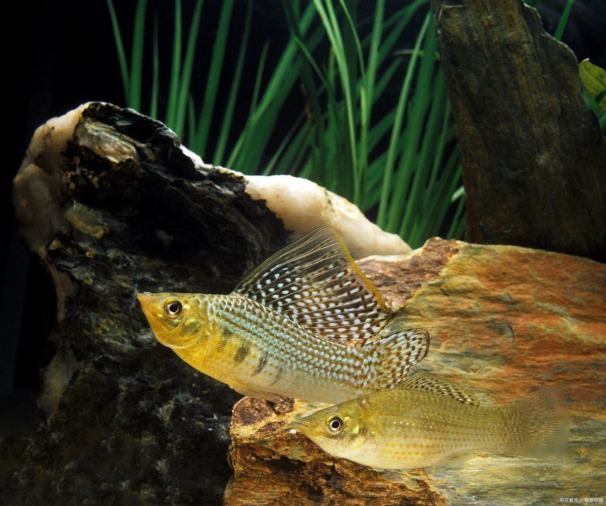 曼龍魚的最佳混養(yǎng)伙伴，曼龍魚混養(yǎng)選擇的秘訣