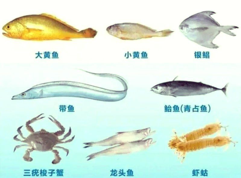 有哪些魚是禁止買賣的？，8種海鮮禁售寧波市海曙區(qū)人民政府禁售海鮮清單心有一片清荷