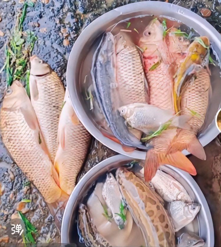 有哪些魚是禁止買賣的？，8種海鮮禁售寧波市海曙區(qū)人民政府禁售海鮮清單心有一片清荷