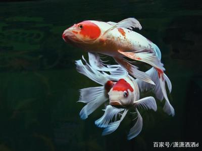 福龍紅龍鮜實惠又好用（ 紅福龍的資質）