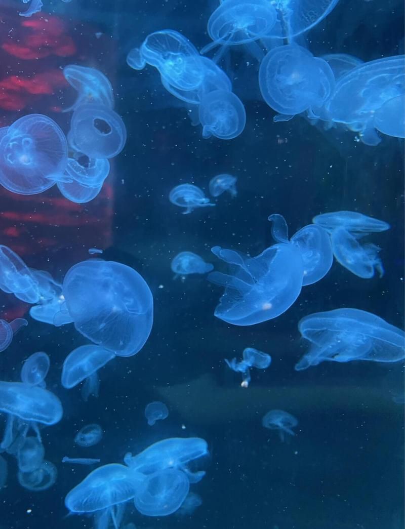 漳州水族館，漳州天柱山海洋大世界奇幻之旅，海洋生物展示場所