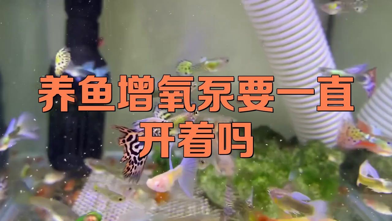 魚缸增氧泵需要一直開著嗎，魚缸增氧泵是否需要一直開著