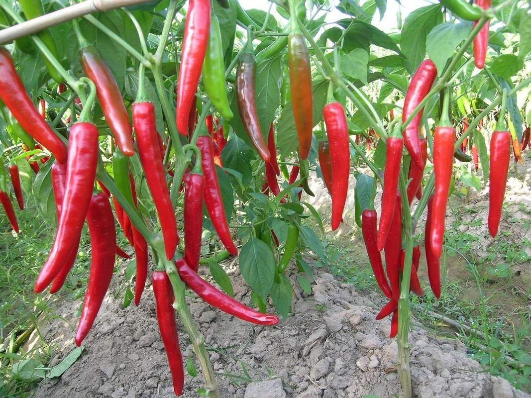 各種辣椒圖片大全大圖【12種辣椒的特點和用途，你知道幾個】