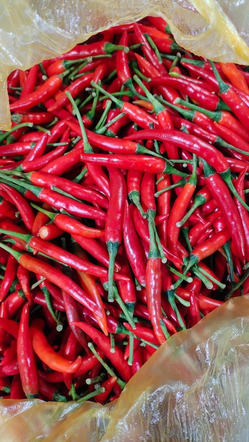 各種辣椒圖片大全大圖【12種辣椒的特點和用途，你知道幾個】