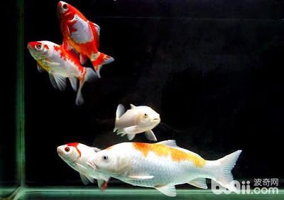 觀賞魚熱帶魚怎么養（養觀賞魚熱帶魚需要注意以下幾個方面） 觀賞魚熱帶魚怎么養（養觀賞魚熱帶魚需要注意以下幾個方面） 博特水族 第4張