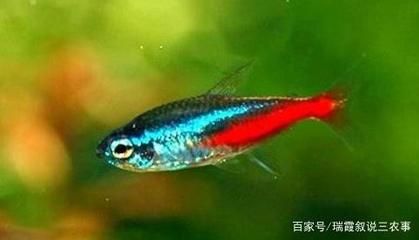 觀賞魚熱帶魚怎么養（養觀賞魚熱帶魚需要注意以下幾個方面） 觀賞魚熱帶魚怎么養（養觀賞魚熱帶魚需要注意以下幾個方面） 博特水族 第3張