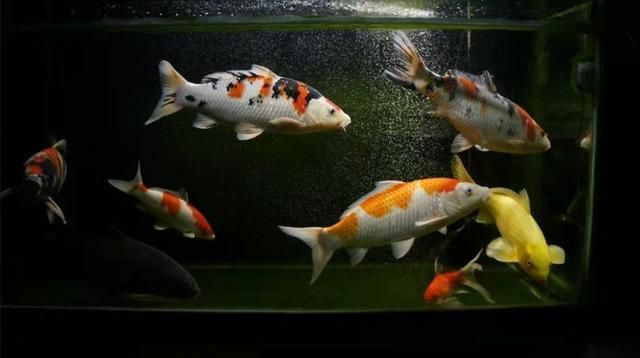 觀賞魚溫度超過30°C魚怎么樣（全球最耐高溫觀賞魚探秘）