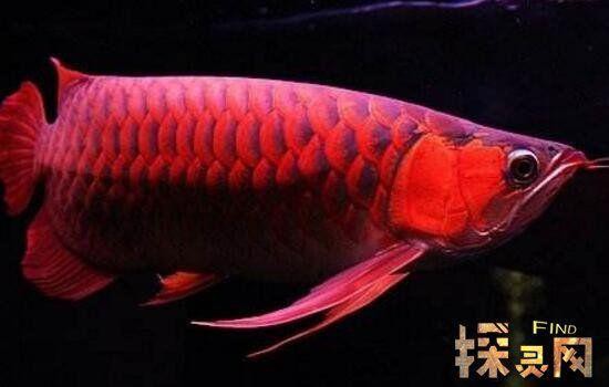 發色良好的紅龍魚價格是多少？，世界上最貴的魚,500萬一條血的紅龍魚堪稱“保時捷” 發色良好的紅龍魚價格是多少？，世界上最貴的魚,500萬一條血的紅龍魚堪稱“保時捷” 龍魚論壇 第3張