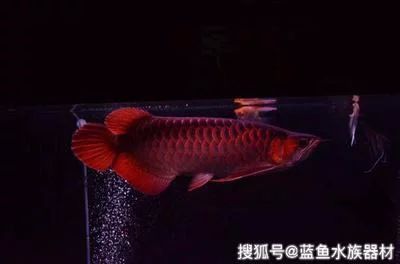 龍魚水質硬度多少數值合適（龍魚水硬度在多少合適）