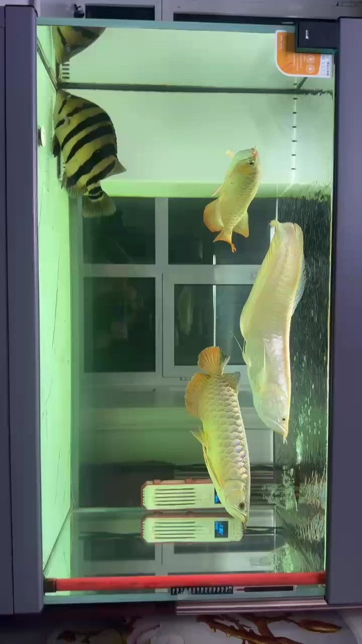 龍虎斗