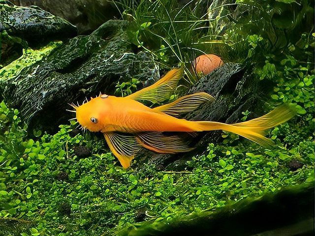 清潔魚有哪些，清潔魚的基本特性 清潔魚有哪些，清潔魚的基本特性 龍魚論壇 第5張