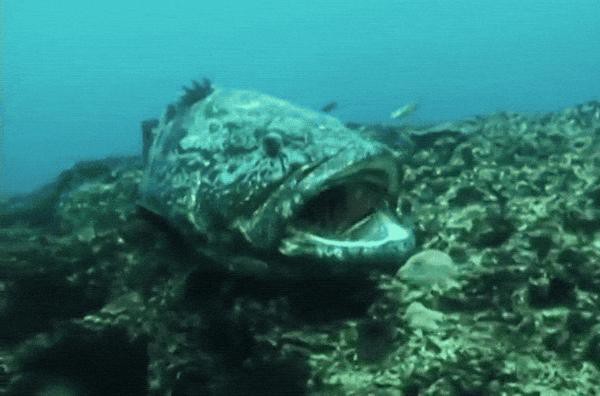 清潔魚有哪些，清潔魚的基本特性 清潔魚有哪些，清潔魚的基本特性 龍魚論壇 第4張