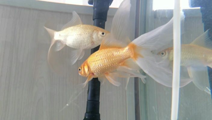 虎魚眼圈發白怎么回事:虎魚眼圈發白怎么回事虎魚眼圈發白怎么辦 虎魚百科 第2張 虎魚眼圈發白怎么回事:虎魚眼圈發白怎么回事虎魚眼圈發白怎么辦 虎魚眼圈發白怎么回事:虎魚眼圈發白怎么回事虎魚眼圈發白怎么辦 虎魚百科 第2張