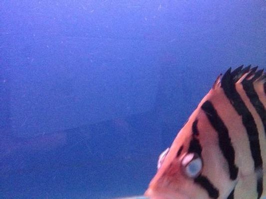 虎魚眼圈發白怎么回事:虎魚眼圈發白怎么回事虎魚眼圈發白怎么辦 虎魚百科 第1張 虎魚眼圈發白怎么回事:虎魚眼圈發白怎么回事虎魚眼圈發白怎么辦 虎魚眼圈發白怎么回事:虎魚眼圈發白怎么回事虎魚眼圈發白怎么辦 虎魚百科 第1張
