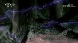 電鰻會被自己電死么，電鰻為什么不會被自己電死 電鰻會被自己電死么，電鰻為什么不會被自己電死 龍魚論壇 第2張